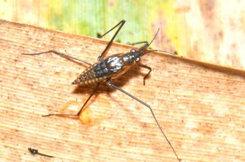 Gerris sp.